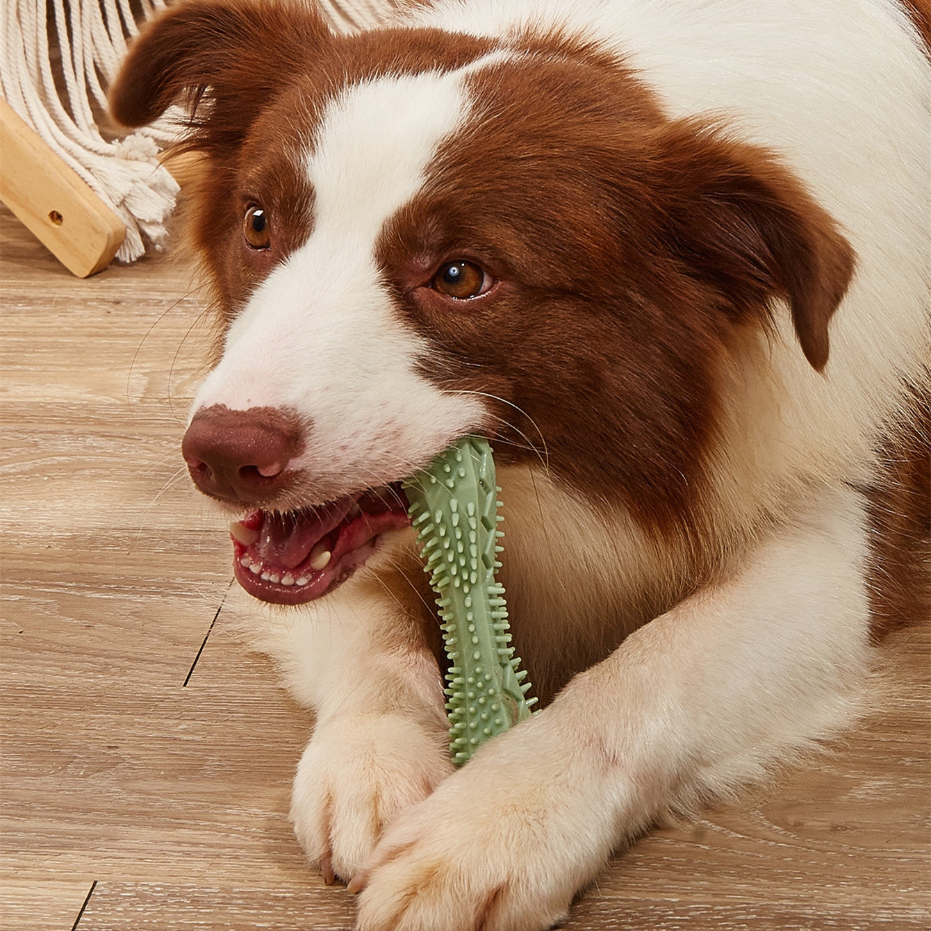 Cleaning Chew Toy For Dog Teeth - PawsAndPartners